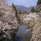 散りゆく桜