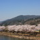 恵那桜Ⅱ