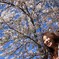 桜　メイン