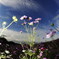 _DSC7407_copy