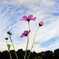 _DSC7415_copy