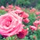 薔薇