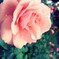 薔薇