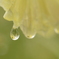 雨の中の雫