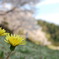 タンポポと桜