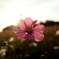 秋桜