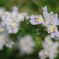 Vivid Flower