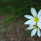雪の花