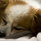 Golden Slumber