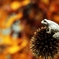 autumn cosmic
