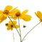 Fleur