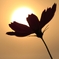 秋桜１