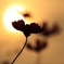 秋桜２