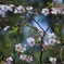 桜２