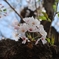 桜１
