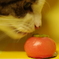 御所柿と猫