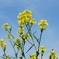 菜の花
