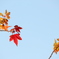 Red leaves