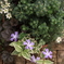 potted plant