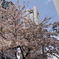 ランドマークの谷間の桜