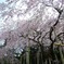 sakura3