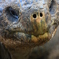 Geochelone nigra