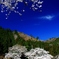 薄墨桜