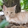 子猫