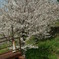 水門と桜