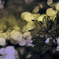Memories of Autumn