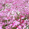 Wild dance Cosmos