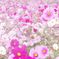 cosmos