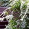 某所の花