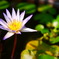 P1050414 蓮花