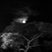 The moon and a tree