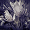 The bloom