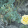 黄色い薔薇