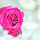 赤い薔薇