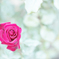 赤い薔薇2