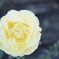 黄色い薔薇2