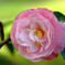 花彩々。。