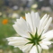 cosmos