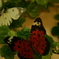 Butterfly*ⅰ