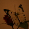 Butterfly*ⅱ