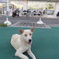 犬と自転車