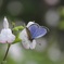 花と蝶