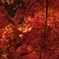 晩秋の紅葉シリーズ