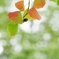 街の紅葉９