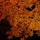 2011 autumn colors .