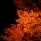2011 autumn colors .
